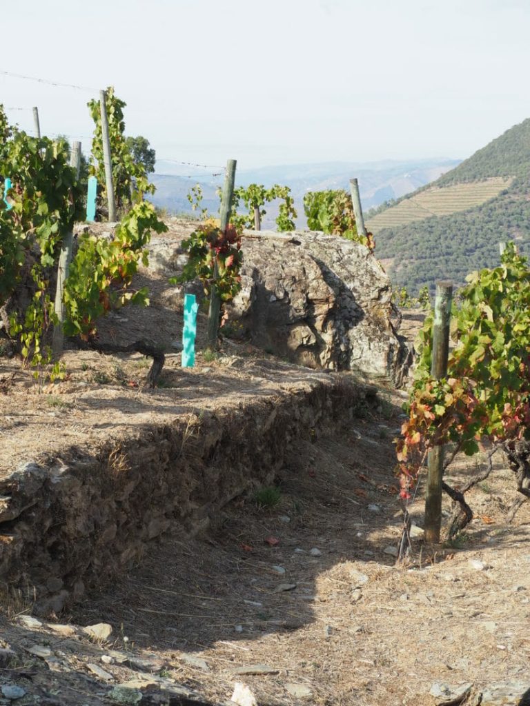 Muros de suporte da vinha na Ramos Pinto