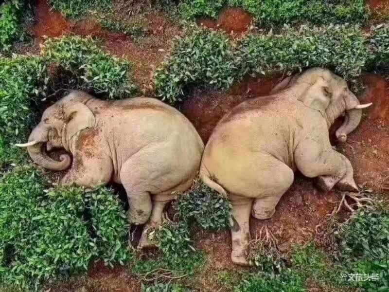 elefantes a dormir em plantação de chá