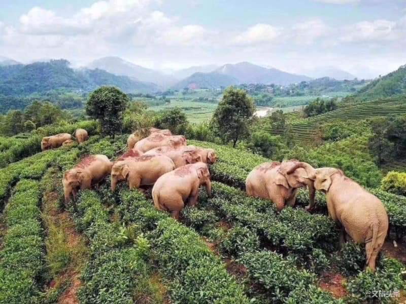 elefantes bebados em plantação de chá