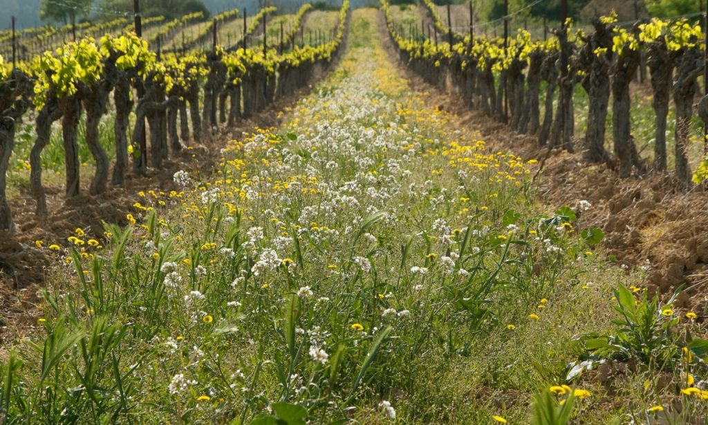 viticultura biodinâmica