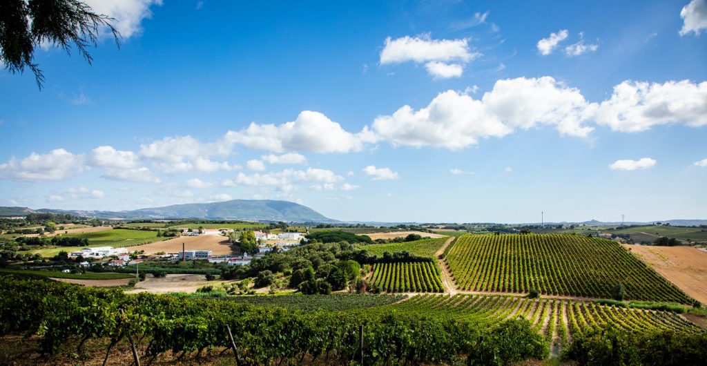 As vendas totais dos Vinhos de Lisboa registaram, até ao passado mês de agosto, um novo recorde absoluto, com a comercialização de cerca de 50 milhões de garrafas durante os primeiros oito meses de 2024