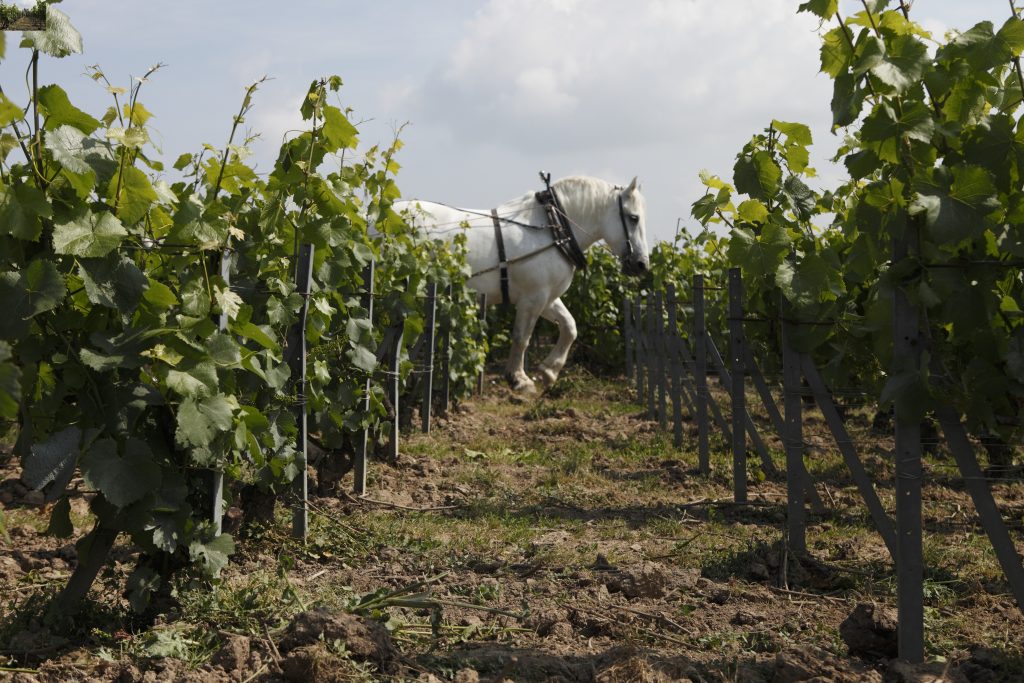 Roederer champanhe