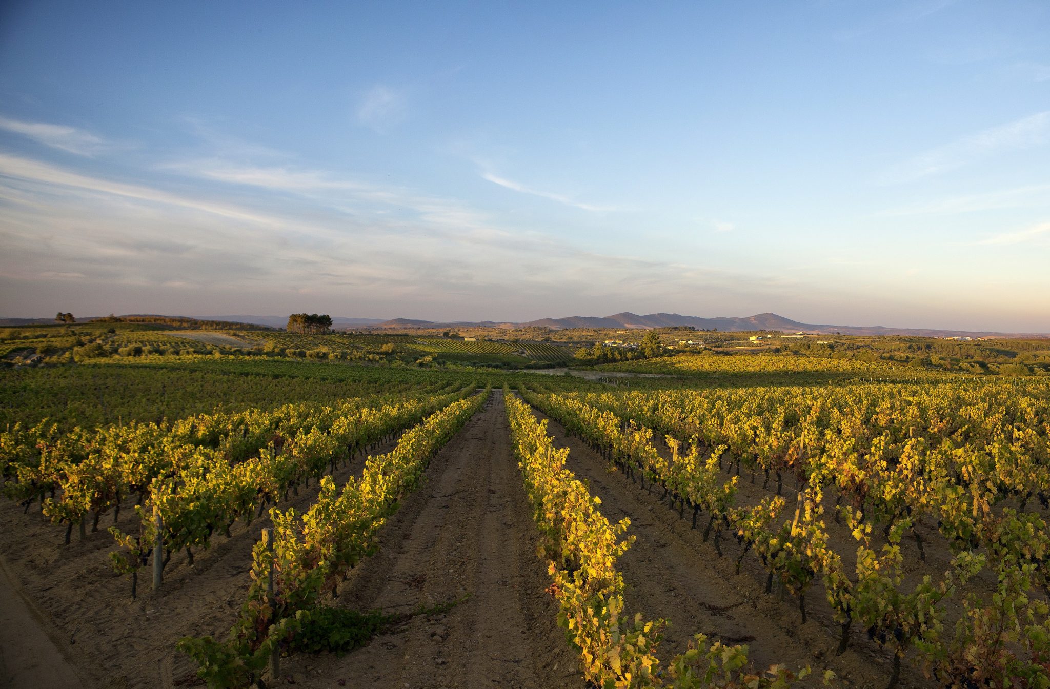 A par do Salão de Vinhos e Sabores, que decorre no Centro Logístico de Pinhel, com a participação de cerca de 50 produtores, haverá ainda provas comentadas de vinhos, degustações de produtos regionais, showcookings, um seminário dedicado ao tema da Internacionalização, uma área de restauração com várias propostas e, ao longo dos três dias, animação musical a condizer com o ambiente pretendido para este evento.