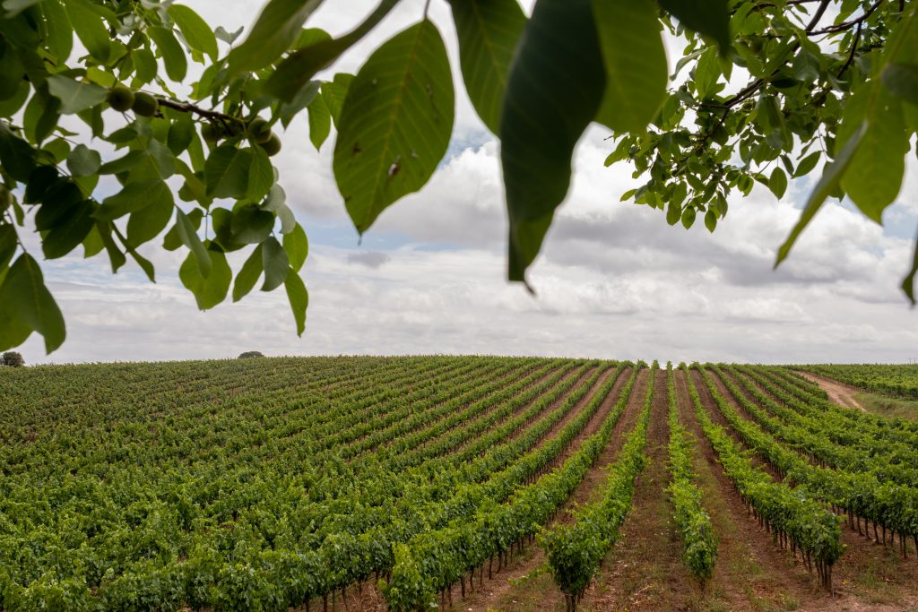 Herdade da Cardeira